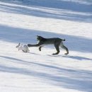 토끼사냥 이미지