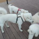 유 애 묘 이미지