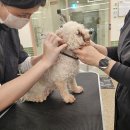 펫미용 이미지