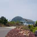 다육이풍경 Daum카페