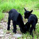 염소한마리 이미지