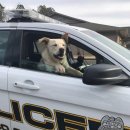 드라이브펫 이미지