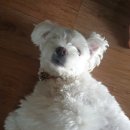 멍이랑몽이 미용 | 몽이 여름맞이 미용했다개