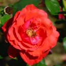 장자호수공원 장미원 이미지