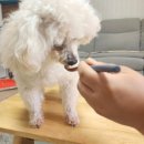 펫클럽샵 이미지