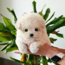 도그플러스 동물병원(미유펫 대구점) 이미지