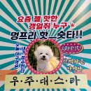 김해 애견카페 : 멍프리(경남애견카페, 대구근교, 부산근교애카)