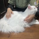 머즐(Muzzle) | 파주 메인쿤 설이 고양이 무마취 출장미용후기^^