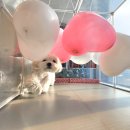 개라데이션 이미지