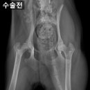 음성동물병원 이미지