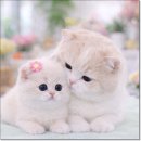 고양이 분양 제나캣 울산점 | 울산고양이분양 세심한 제나캣