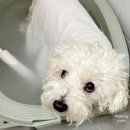 강아지 미장원 이미지