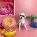 댕댕이 머리방 이미지