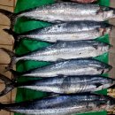 12월12일.민어,참돔,삼치,덕자,자연산 활방어,아귀 이미지