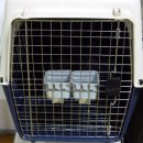 남양주켄넬 이미지