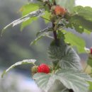 오복민박 이미지