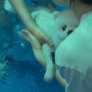보령애견 | 보령 무창포 히든빌리지 후기-충남 애견동반펜션, 독채펜션, 풀빌라펜션