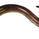 청기와횟집 이미지