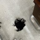 라미헤어룸