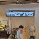 삼양 준하우스 | 우도카페 필수코스 반려견 입장 가능한 피넛캬라멜하우스