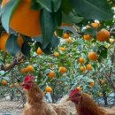 제주후니네 이미지