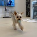 아띠아몽 이미지