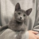 가정 | 대구러시안블루분양 찐 후기 많은 가정분양 전문캐터리