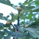 무화과민박 이미지