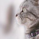 정다운동물병원 이미지