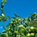 두루봉농원2 이미지