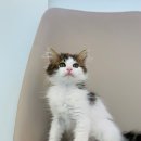 야옹아 멍멍해봐(조례호수점) 이미지