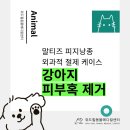 힐메디컬 | 남양주 강아지 피부혹 제거 수술, 말티즈 피지낭종 외과적 절제 케이스