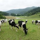 현재목장 이미지