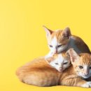 AVC 동물메디컬센터 이미지