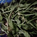 질경이농장 이미지