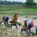 인도의 쌀 수출 금지: 큰 타격을 받을 아시아 국가들과 이익을 얻을 국가들 이미지