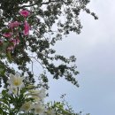 샤인히얼60 이미지