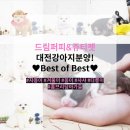 쥬티 펫 이미지