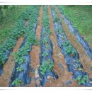 놀부농장 이미지