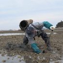 갯벌낙지 이미지