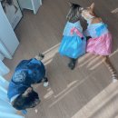 치마저고리 | 다이소 신상 펫한복 곤룡포 치마저고리 한복 고양이 후기