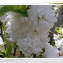 마음향기 시낭송 이미지