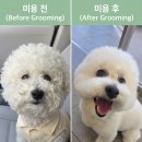 강아지집 미용실 | [내돈내산] 비숑강아지 루아 애견미용실 다녀온 후기｜건강과 위생을 위한 털 관리 꿀팁 총정리(털 관리...