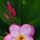 플루메리아 이미지