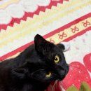 폴짝그루밍 | [합사] 고양이 합사 1달 후기