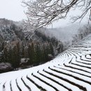 녹차나라 Daum카페