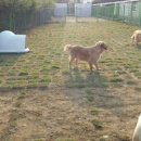 애견1번지 이미지