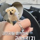 위러브쥬얼리 | 강아지털 흔적반지 러브릿지 내돈내산 솔직후기
