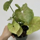 (주)올루션 네이버블로그