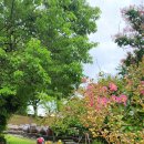 고택 수련 | 논산여행, 전통한옥과 배롱나무꽃이 아름다운 명재고택